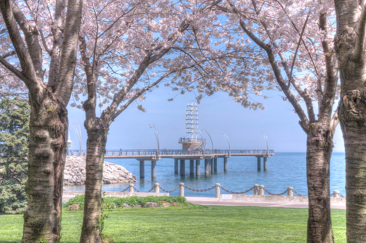 Cherry trees and the Burlington pier